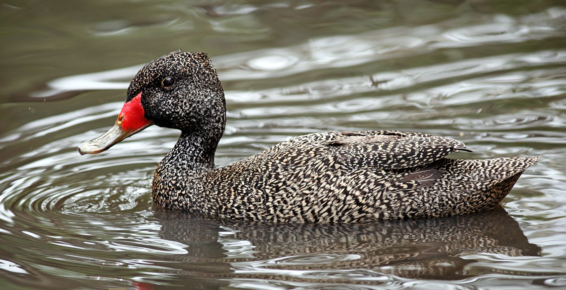 duck